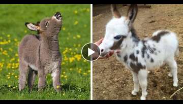 20+ Cute Pics Of Baby Donkeys That Will Melt Your Heart